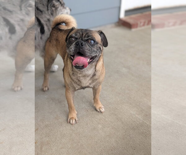 Medium Photo #1 Puggle Puppy For Sale in Oakhurst, NJ, USA