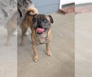 Puggle Dogs for adoption in Oakhurst, NJ, USA