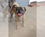 Small Puggle