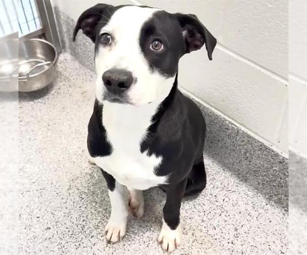 Medium Photo #3 Labrador Retriever-Unknown Mix Puppy For Sale in Houston, TX, USA