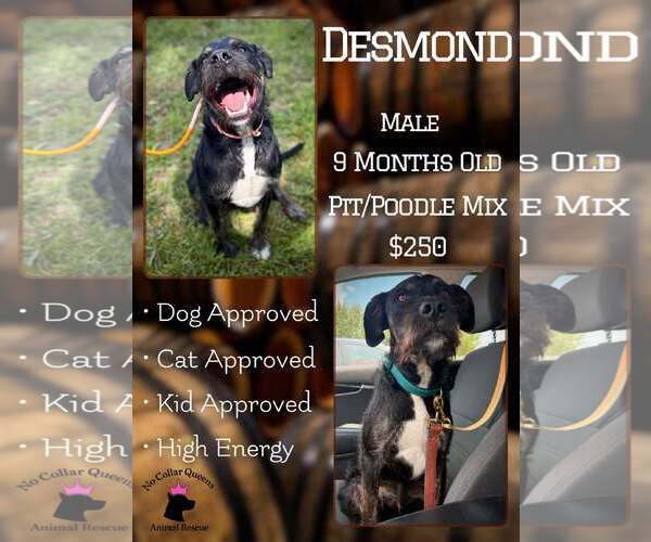 Medium Photo #1 Poodle (Standard)-Unknown Mix Puppy For Sale in Jacksonville, NC, USA