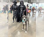 Small #1 Great Dane