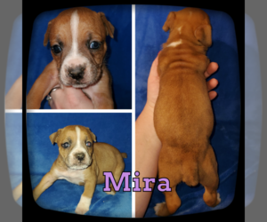Olde English Bulldogge Puppy for sale in WHEELER, MI, USA