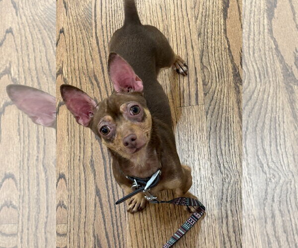 Medium Photo #2 Chihuahua Puppy For Sale in Holly Springs, NC, USA