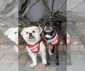 Luna - Female Buggs Dog for Adoption - Photo #5