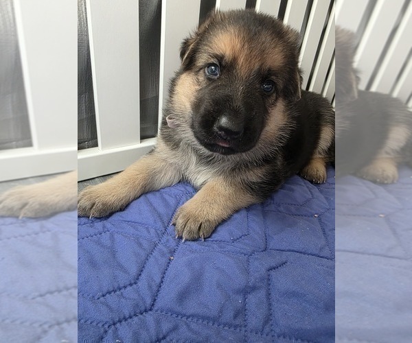 Medium Photo #1 German Shepherd Dog Puppy For Sale in LAKE CITY, FL, USA