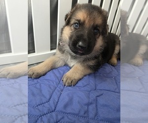 German Shepherd Dog Puppy for sale in LAKE CITY, FL, USA