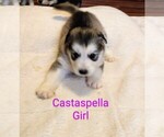 Small Photo #2 Wolf Hybrid Puppy For Sale in BYBEE, TN, USA