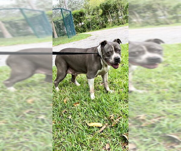 Medium Photo #15 Staffordshire Bull Terrier Puppy For Sale in Weston, FL, USA