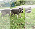 Small #14 Staffordshire Bull Terrier