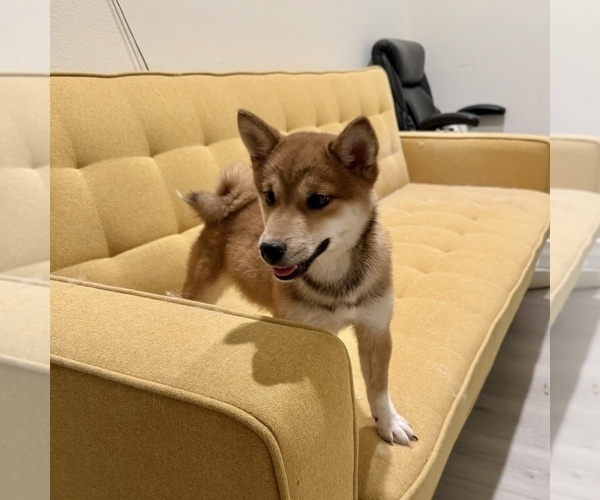 Medium Photo #1 Shiba Inu Puppy For Sale in MURRIETA, CA, USA