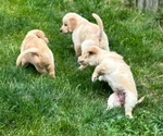 Small Photo #10 Golden Retriever Puppy For Sale in NOBLESVILLE, IN, USA