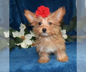 Yorkshire Terrier Puppy for sale in BARNESVILLE, KS, USA