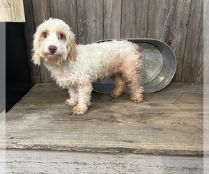 Mother of the Cockapoo puppies born on 11/11/2024