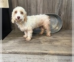 Small Photo #1 Cockapoo Puppy For Sale in HARDY, AR, USA