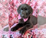 Small Photo #7 Labrador Retriever Puppy For Sale in NOTTINGHAM, PA, USA