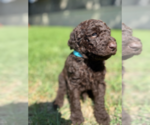 Small #5 Labradoodle mix (+ Poodle Standard)