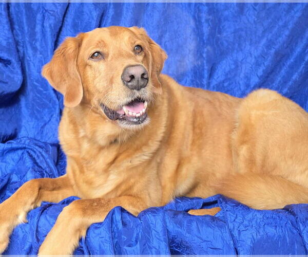Medium Photo #3 - Mix Puppy For Sale in Cuba, NY, USA