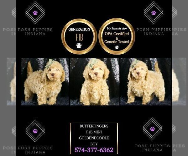Medium Photo #74 Goldendoodle (Miniature) Puppy For Sale in WARSAW, IN, USA