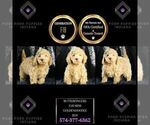 Small Photo #74 Goldendoodle (Miniature) Puppy For Sale in WARSAW, IN, USA