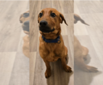 Small #2 Mutt
