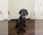 Small Photo #1 Labradoodle Puppy For Sale in NORTH HIGHLANDS, CA, USA