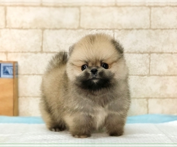 Medium Photo #6 Pomeranian Puppy For Sale in MIAMI, FL, USA