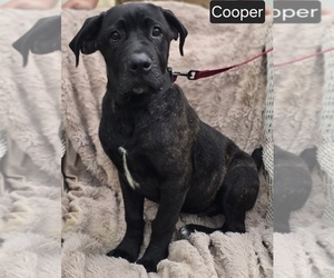 Cane Corso Puppy for sale in MINERAL WELLS, WV, USA