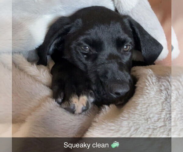 Medium Photo #6 Labrador Retriever-Unknown Mix Puppy For Sale in Princeton, MN, USA