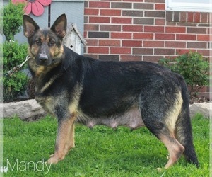 Mother of the German Shepherd Dog puppies born on 03/19/2022