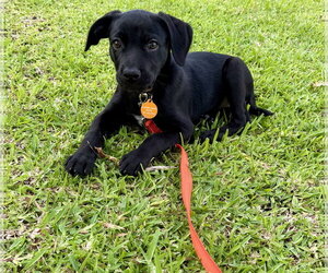 Labrador Retriever-Unknown Mix Dogs for adoption in Royal Palm Beach, FL, USA
