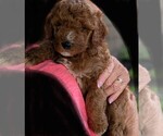 Image preview for Ad Listing. Nickname: Charlie