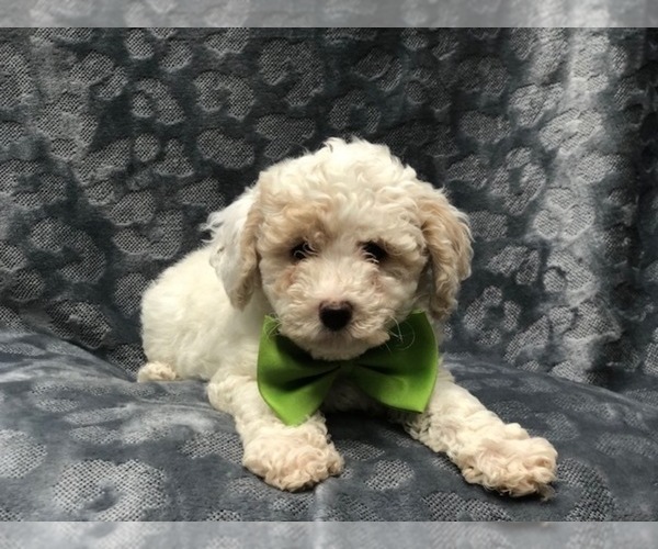 Medium Photo #6 Poochon Puppy For Sale in LAKELAND, FL, USA