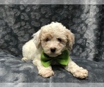 Small Photo #6 Poochon Puppy For Sale in LAKELAND, FL, USA