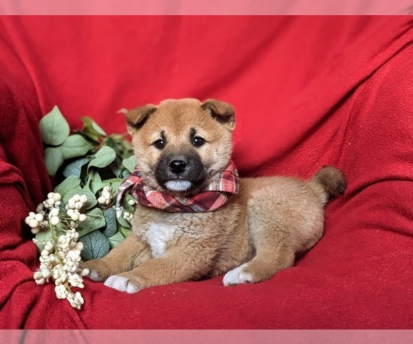 Medium Photo #4 Shiba Inu Puppy For Sale in OXFORD, PA, USA