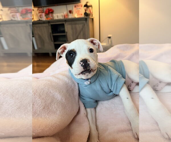 Medium Photo #1 Staffordshire Bull Terrier-Unknown Mix Puppy For Sale in Kannapolis, NC, USA