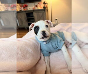 Staffordshire Bull Terrier-Unknown Mix Dogs for adoption in Kannapolis, NC, USA