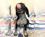 Small #3 German Wirehaired Pointer Mix