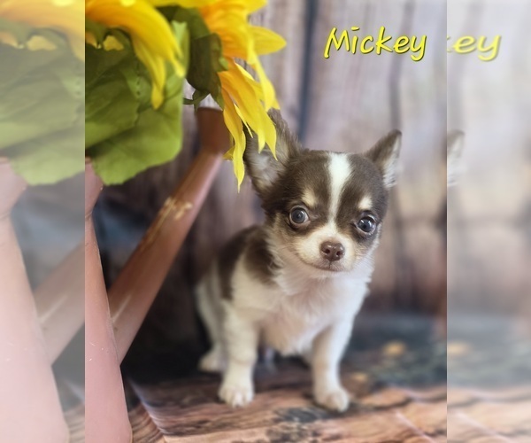 Medium Photo #6 Chihuahua Puppy For Sale in HOMERVILLE, GA, USA