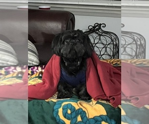 Father of the Shih Tzu puppies born on 08/08/2025
