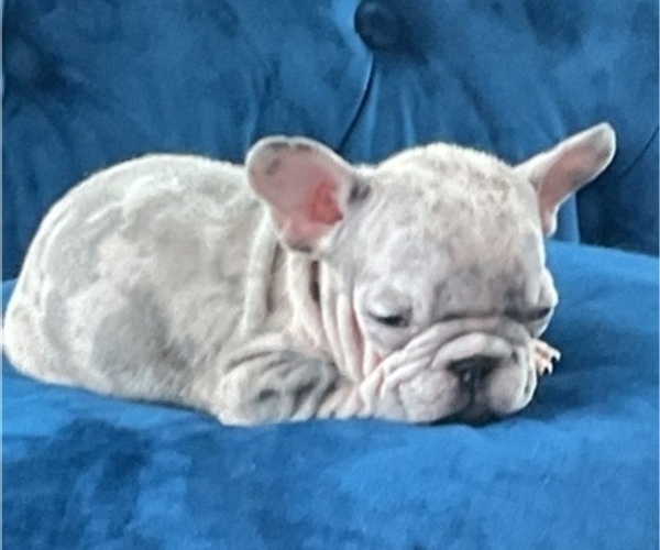 Medium Photo #20 French Bulldog Puppy For Sale in ANCHORAGE, AK, USA