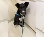Small Border Collie