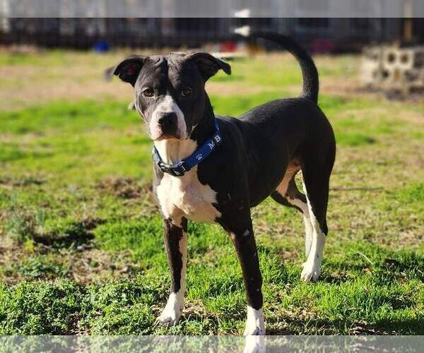 Medium Photo #9 American Pit Bull Terrier-American Staffordshire Terrier Mix Puppy For Sale in Caribou, ME, USA