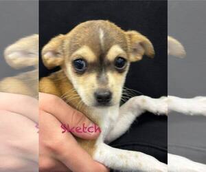 Beagle-Unknown Mix Dogs for adoption in Turlock, CA, USA