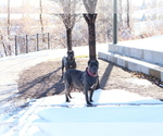 Small Cane Corso