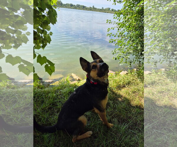 Medium Photo #3 American Pit Bull Terrier-German Shepherd Dog Mix Puppy For Sale in Techny, IL, USA