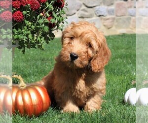 Medium Goldendoodle-Poodle (Miniature) Mix