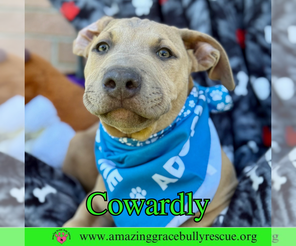 Medium Photo #12 Bulldog-Labrador Retriever Mix Puppy For Sale in Pensacola, FL, USA