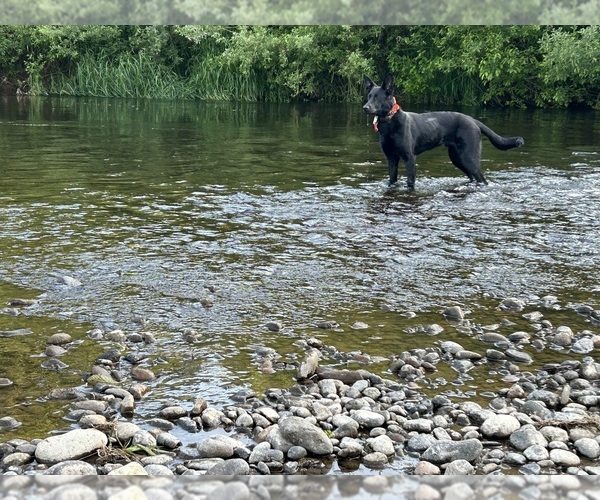 Medium Photo #1 German Malinois Puppy For Sale in LACEY, WA, USA