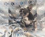 Small Photo #7 French Bulldog Puppy For Sale in PHOENIX, AZ, USA